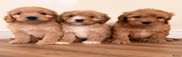 Cockapoo dogs for sale: Beautiful puppies ready to go  - Advert 16