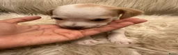 Mixed Breed dogs for sale: Mixed breed puppies in Rowley Regis - Advert 38