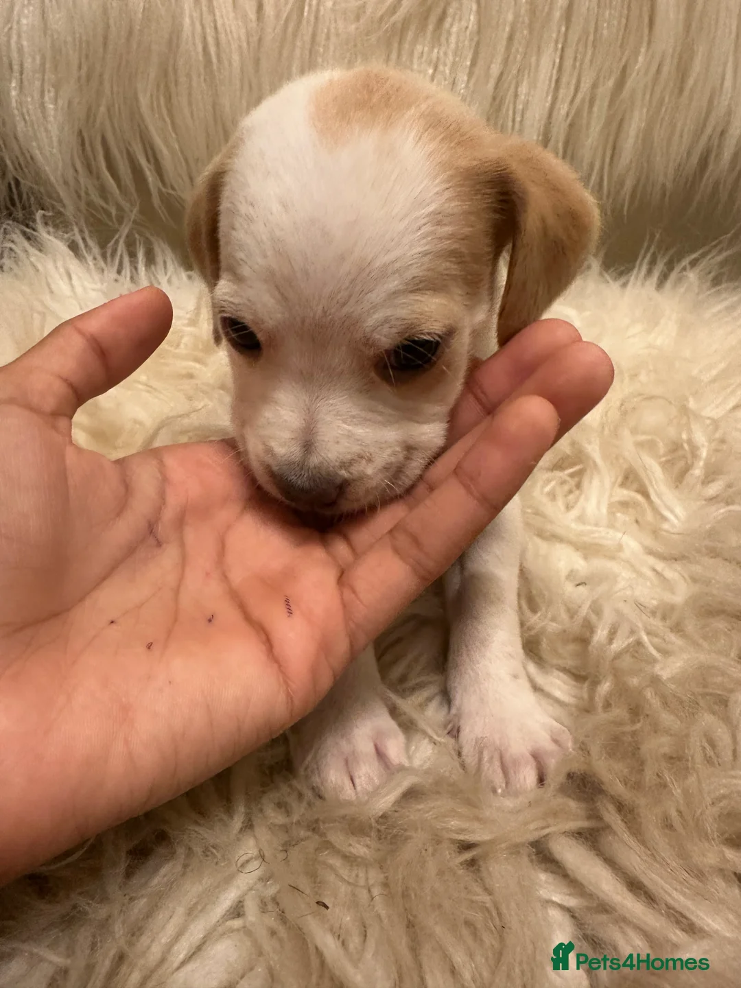Mixed Breed dogs for sale: Mixed breed puppies in Rowley Regis - Advert 38