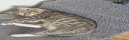 Mixed Breed cats for sale: Beautiful Tabby Kitten for Sale - Advert 6
