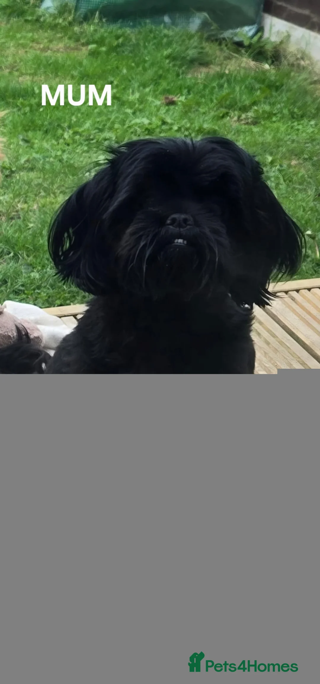 Shih Tzu dogs for sale: Shih tzus  in Derby - Advert 1