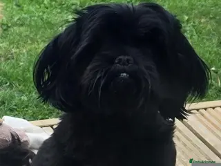 Shih Tzu dogs Shih tzus - Advert 1