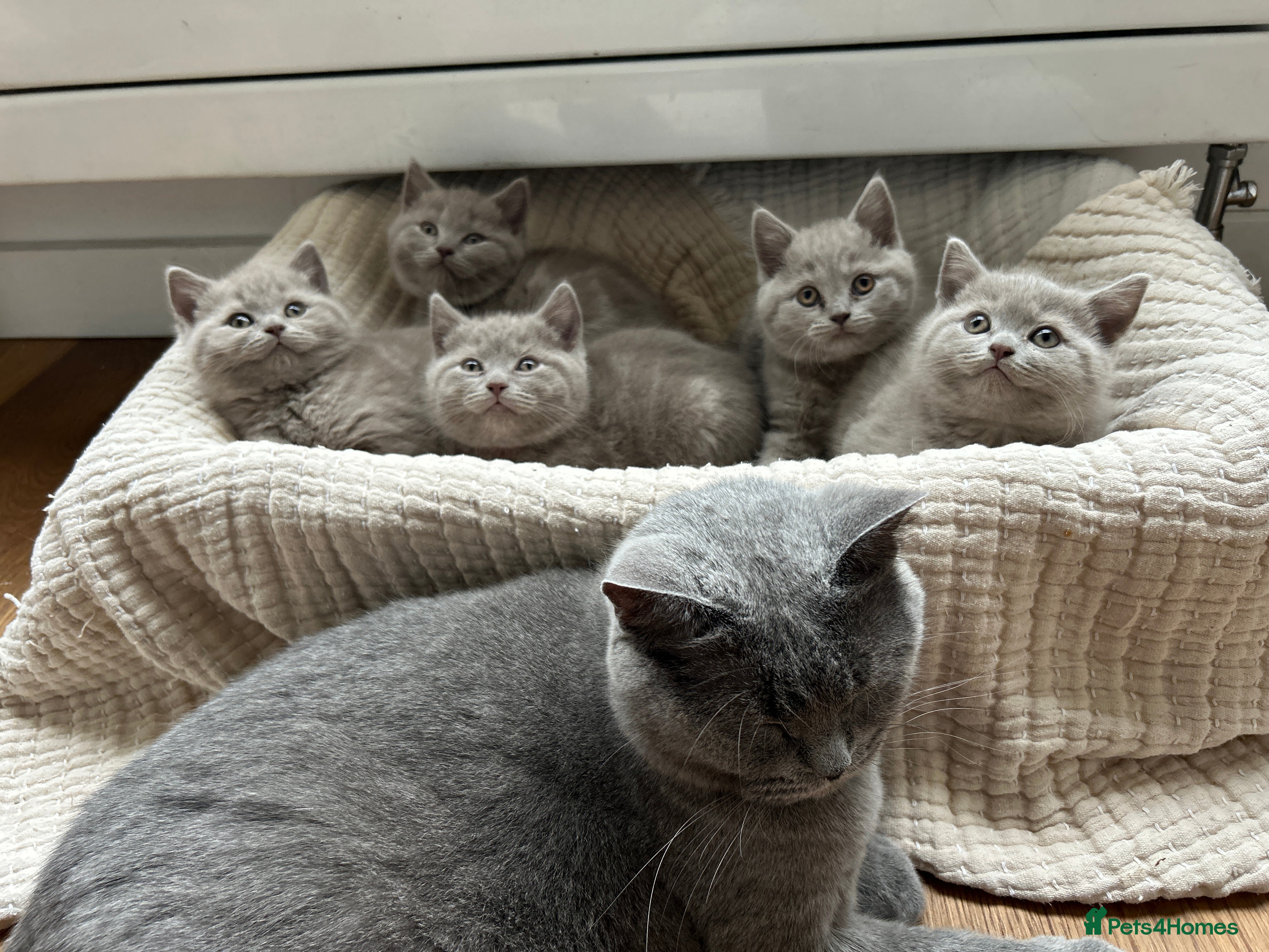 British Shorthair cats Gorgeous BSH pedigree kittens  - Advert 1
