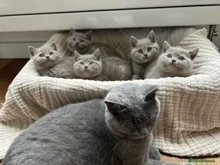 British Shorthair cats Gorgeous BSH pedigree kittens - Advert 1