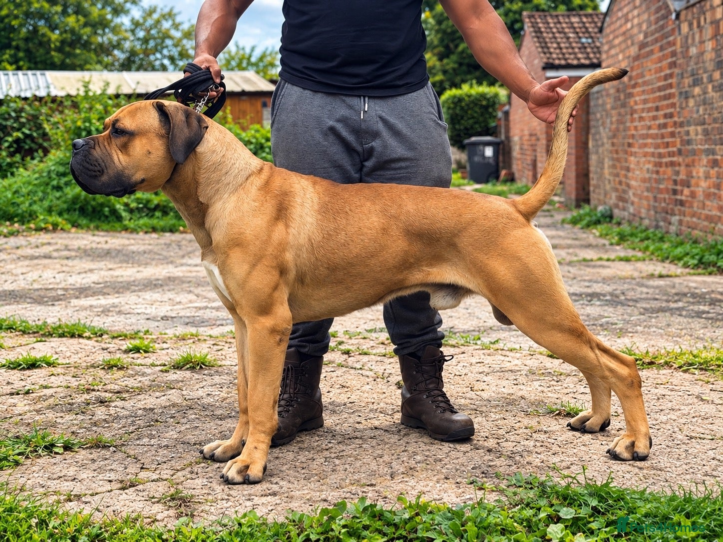 Cane Corso dogs HULK- Health tested FCI Export stud - Advert 13