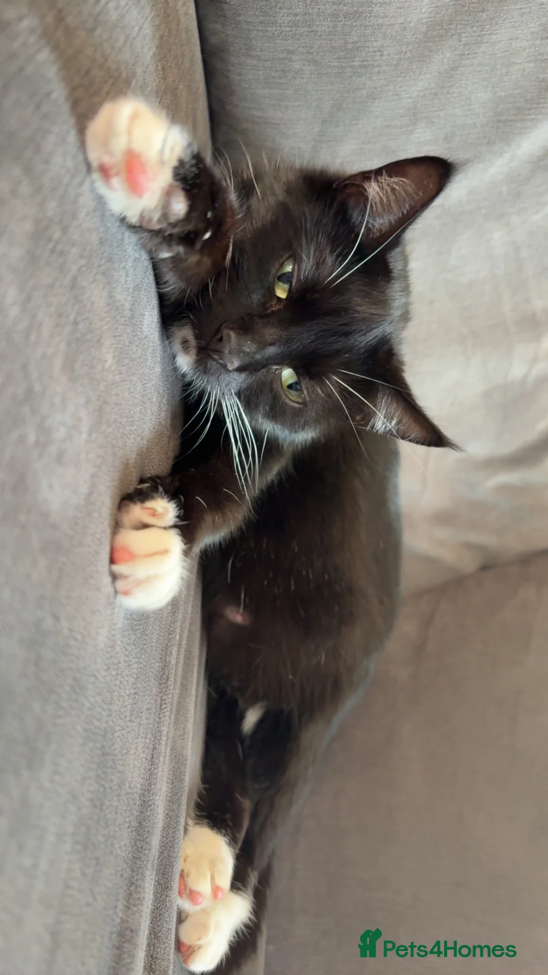 Mixed Breed cats for sale: Gorgeous kittens for sale🤍 - Advert 6