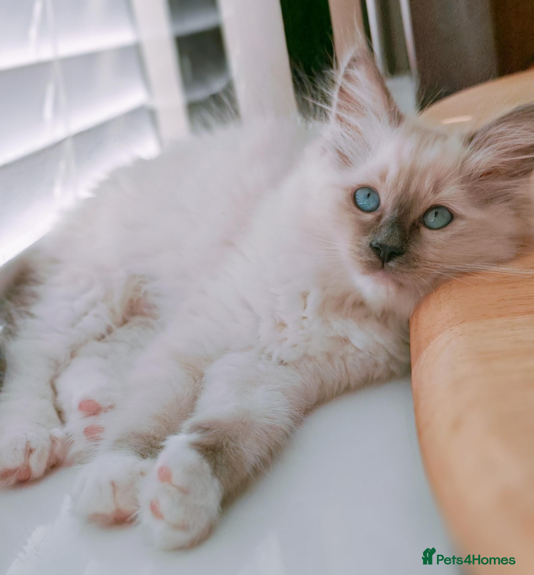 Ragdoll cats Raised with Love, looking for forever homes 🏠❤️ - Advert 15