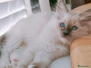 Ragdoll cats Raised with Love, looking for forever homes 🏠❤️ - Advert 15