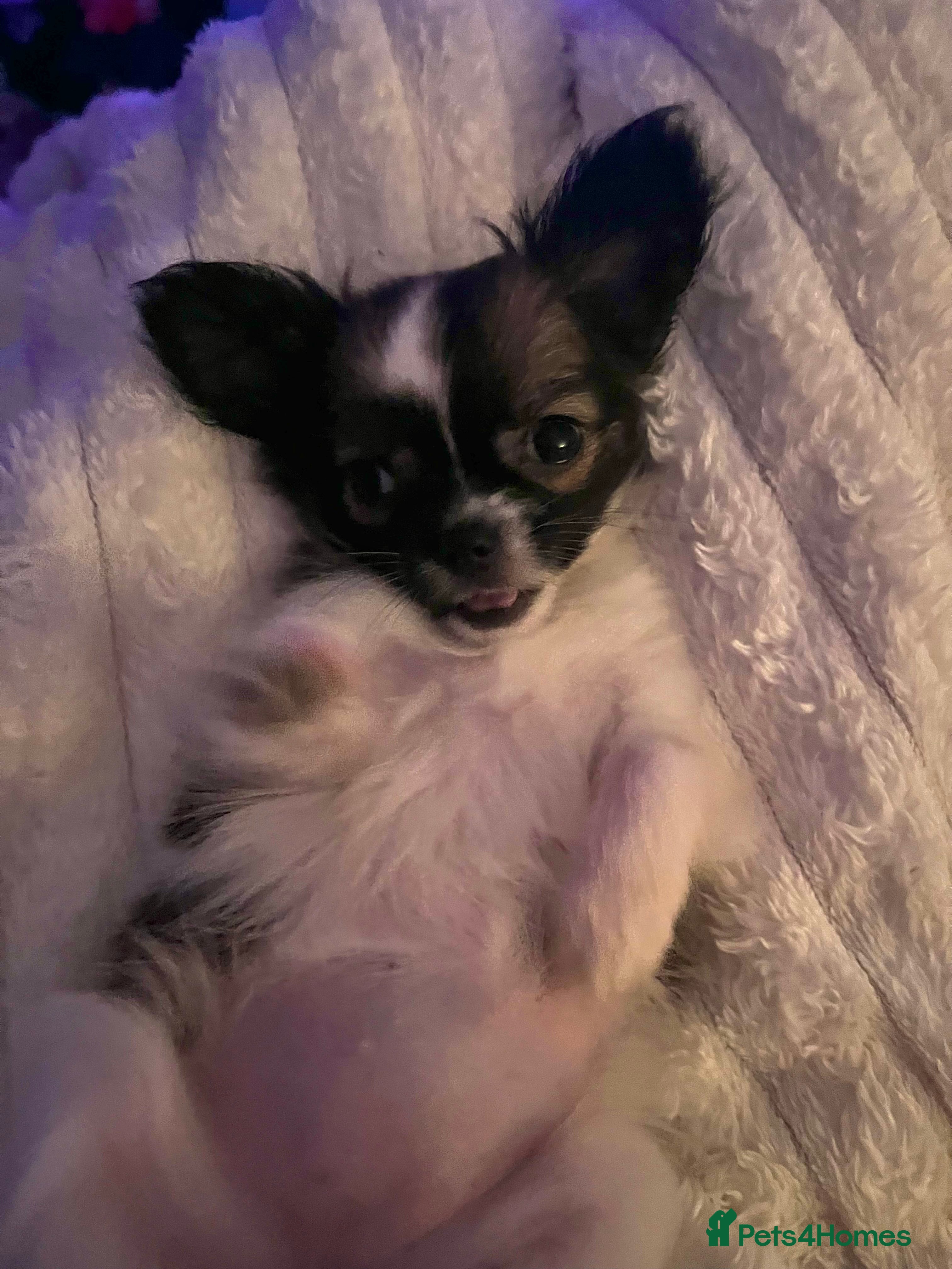 Chihuahua dogs long haired chihuahua puppy - Advert 3