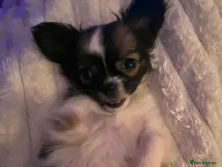 Chihuahua dogs long haired chihuahua puppy - Advert 1