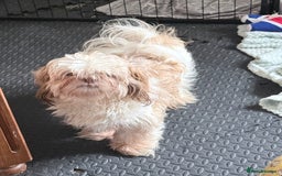 Shih Tzu dogs for sale: Male shih tzu  - Image 3