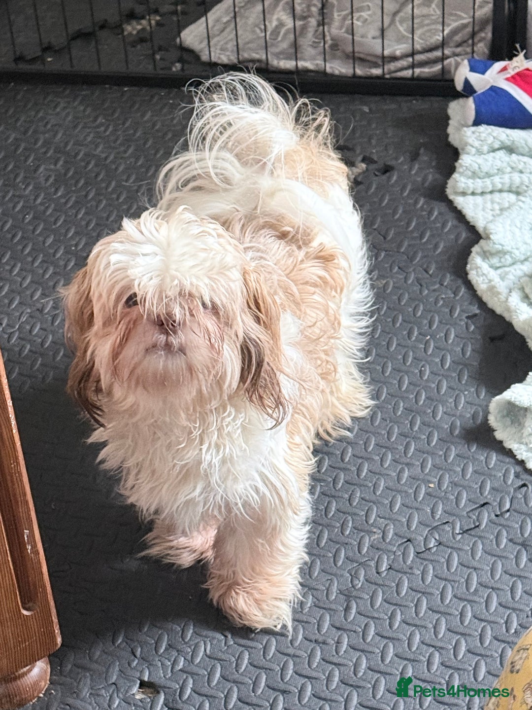 Shih Tzu dogs for sale: Male shih tzu  - Image 3