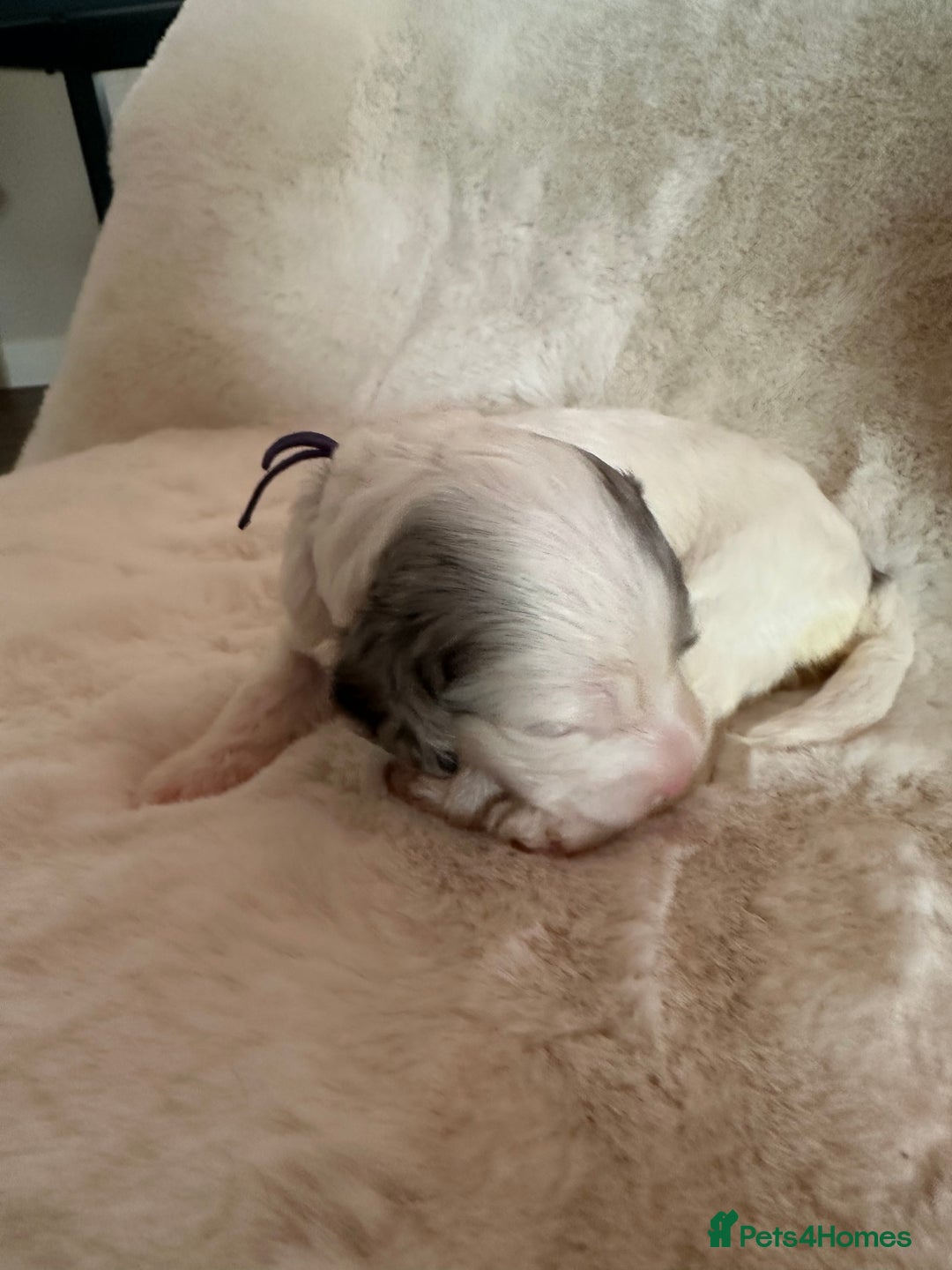 Cockapoo dogs for sale: Beautiful cockapoo puppies delivery possible - Image 30
