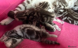British Shorthair cats for sale: GCCF Rare Show Quality BSH Silver Tabby Kittens - Image 33