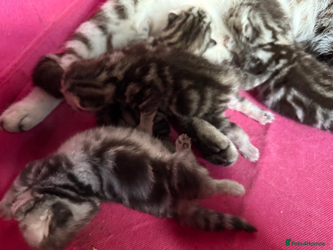 British Shorthair cats for sale: GCCF Rare Show Quality BSH Silver Tabby Kittens - Image 33