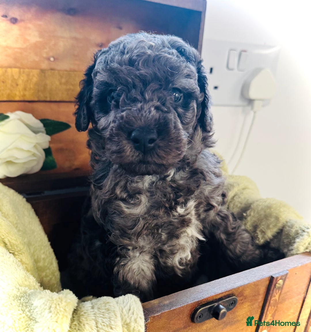 Cavapoochon dogs for sale: F1b Cavapoochon  - Image 36