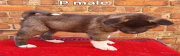 Akita dogs for sale: Akita pups ready  - Advert 2