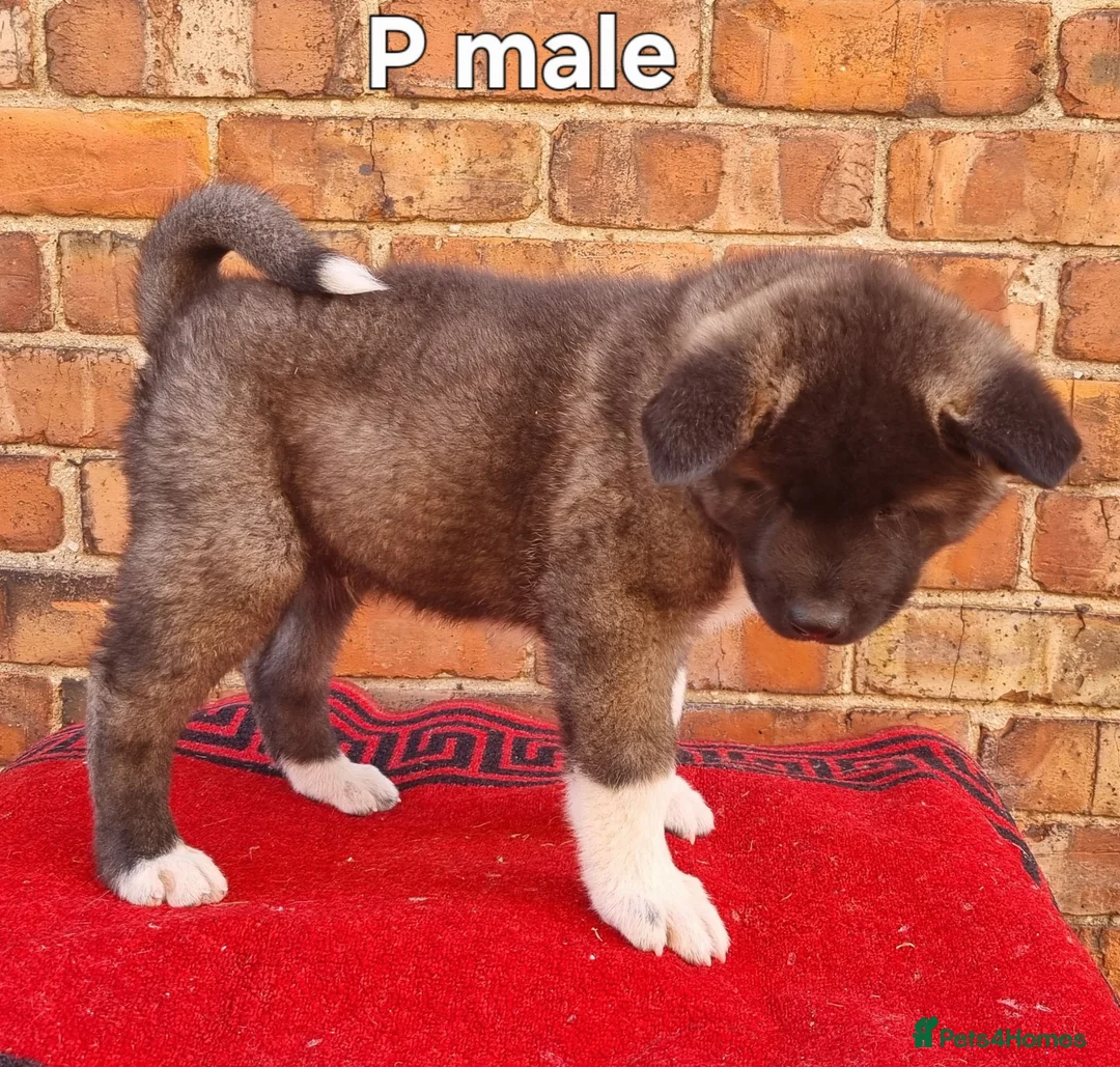 Akita dogs for sale: Akita pups ready  - Advert 2