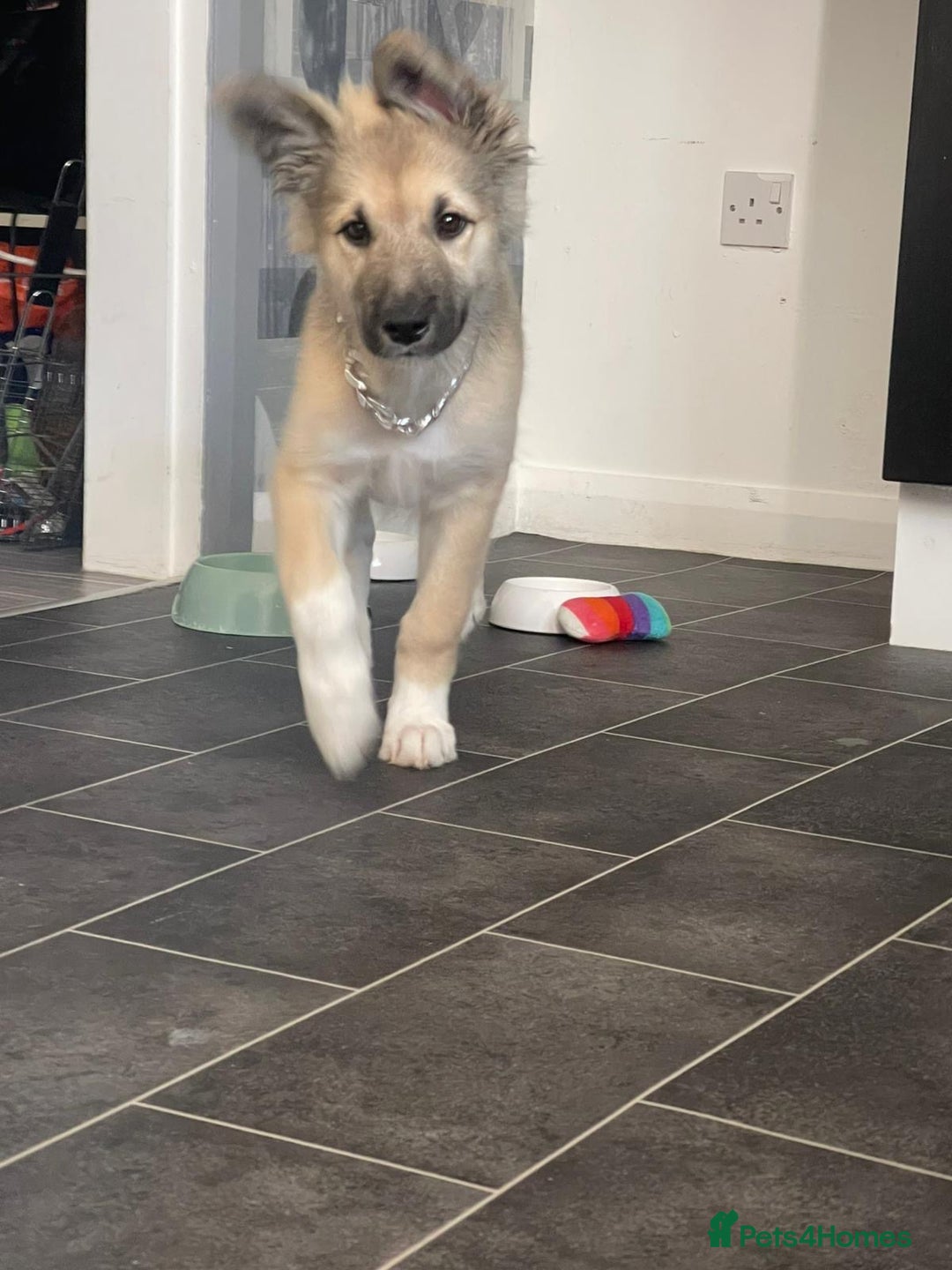 Mixed Breed dogs for sale: Husky mix - Image 4