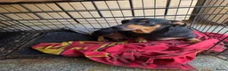 Dachshund dogs for sale: Dachshound  miniture puppies  - Advert 1