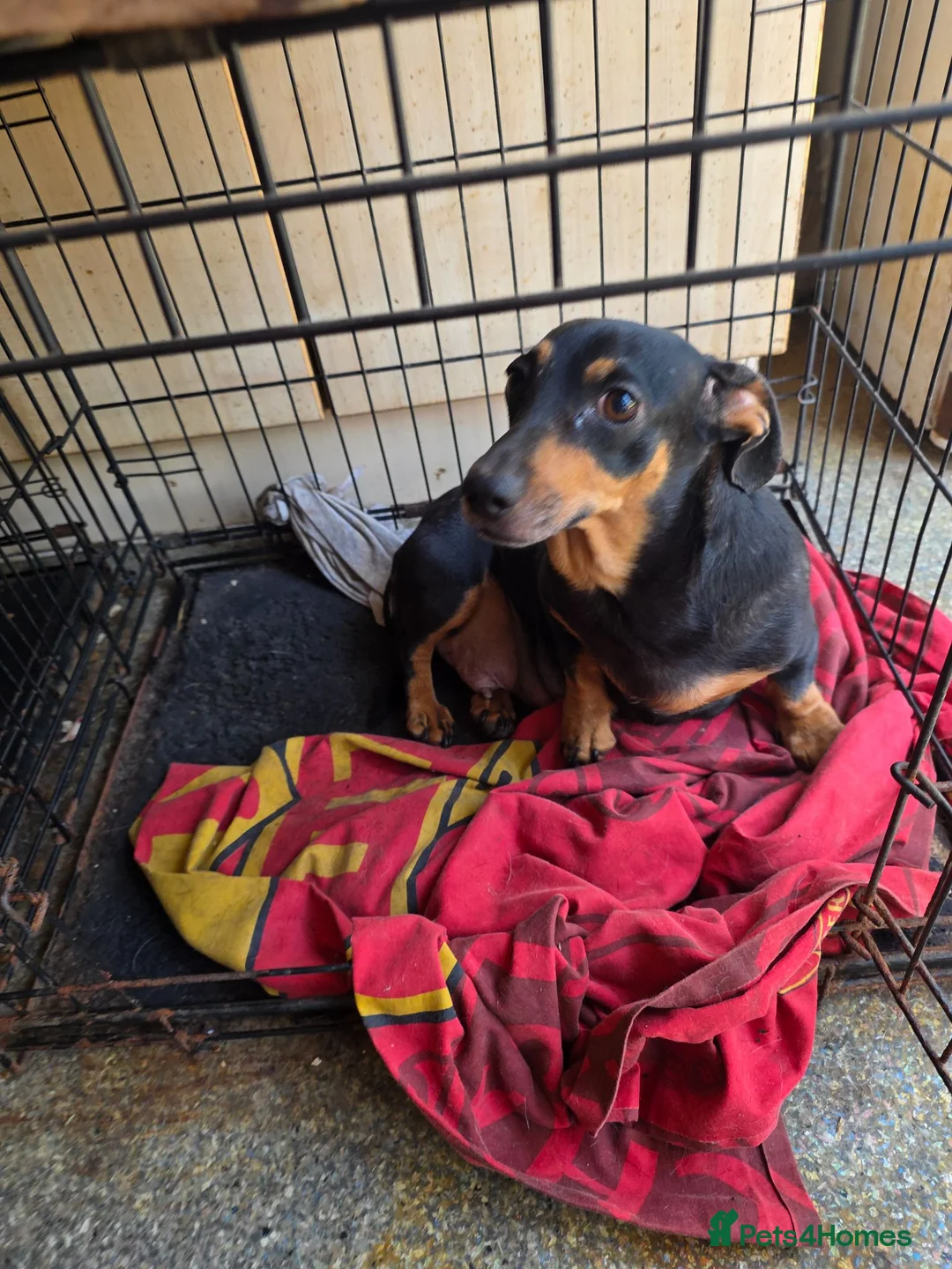 Dachshund dogs for sale: Dachshound  miniture puppies  - Advert 1