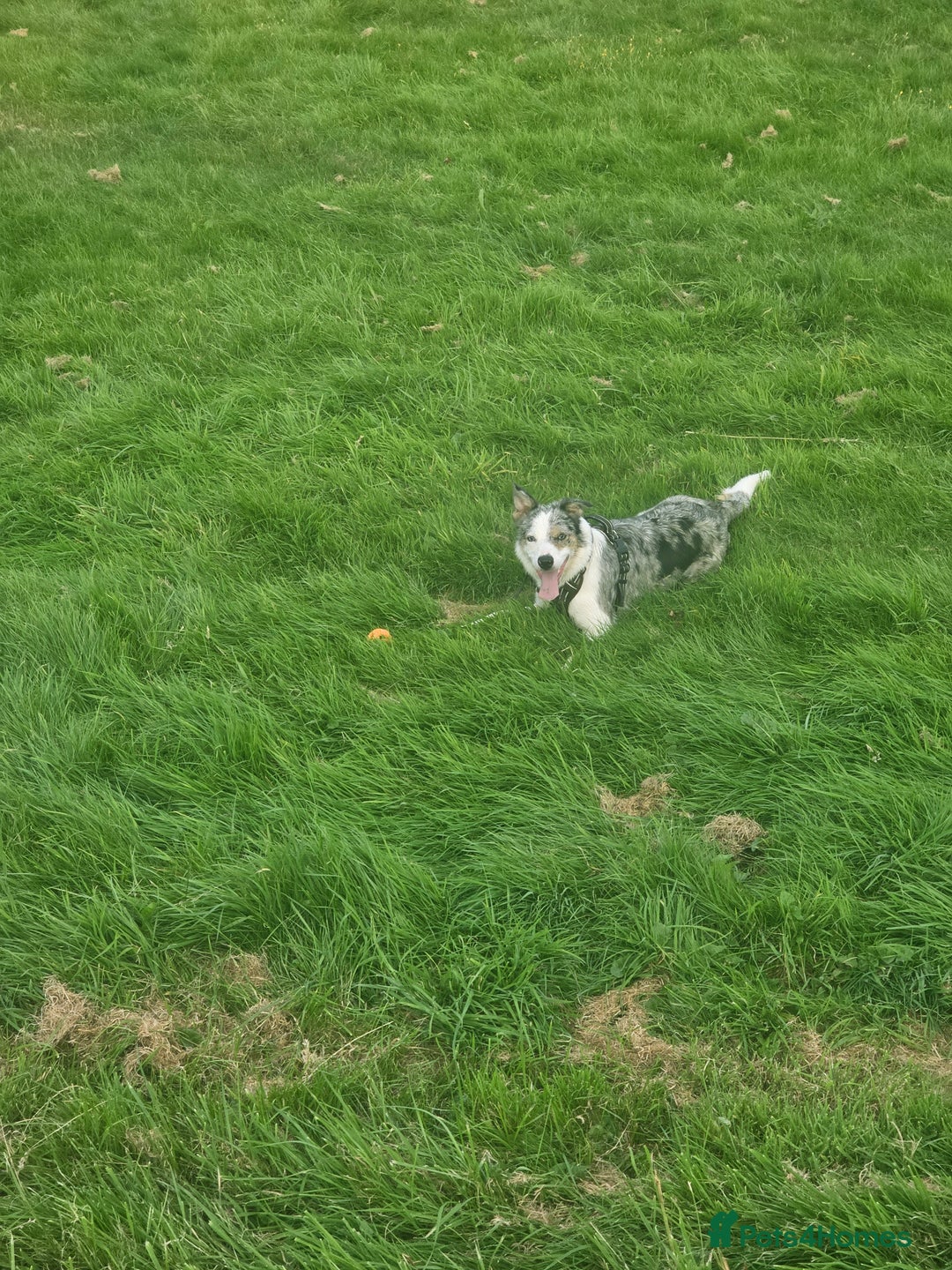 Border Collie dogs for sale: 1 year old tri border collie  - Advert 2