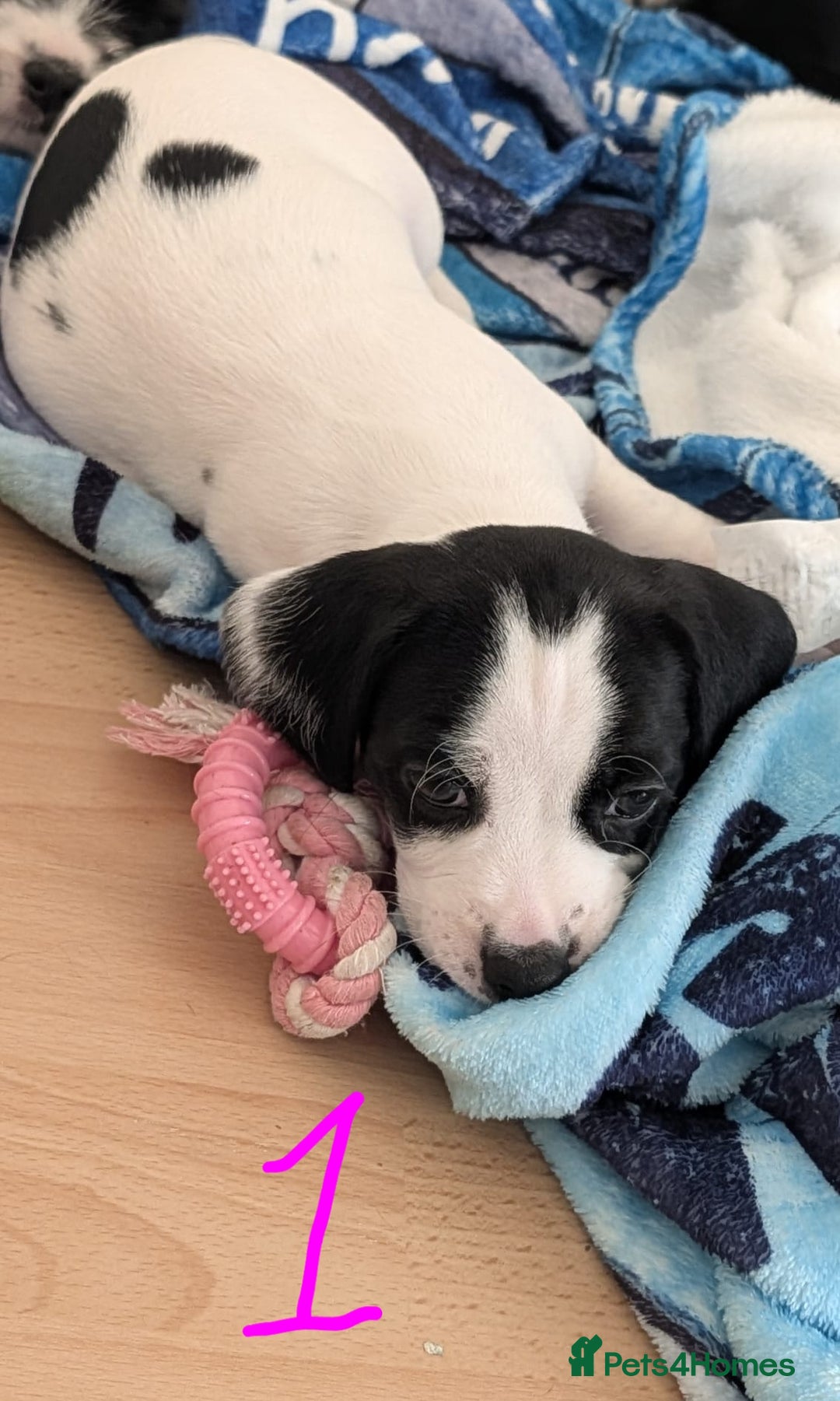Mixed Breed dogs for sale: Cocker Jack Puppies - Image 10