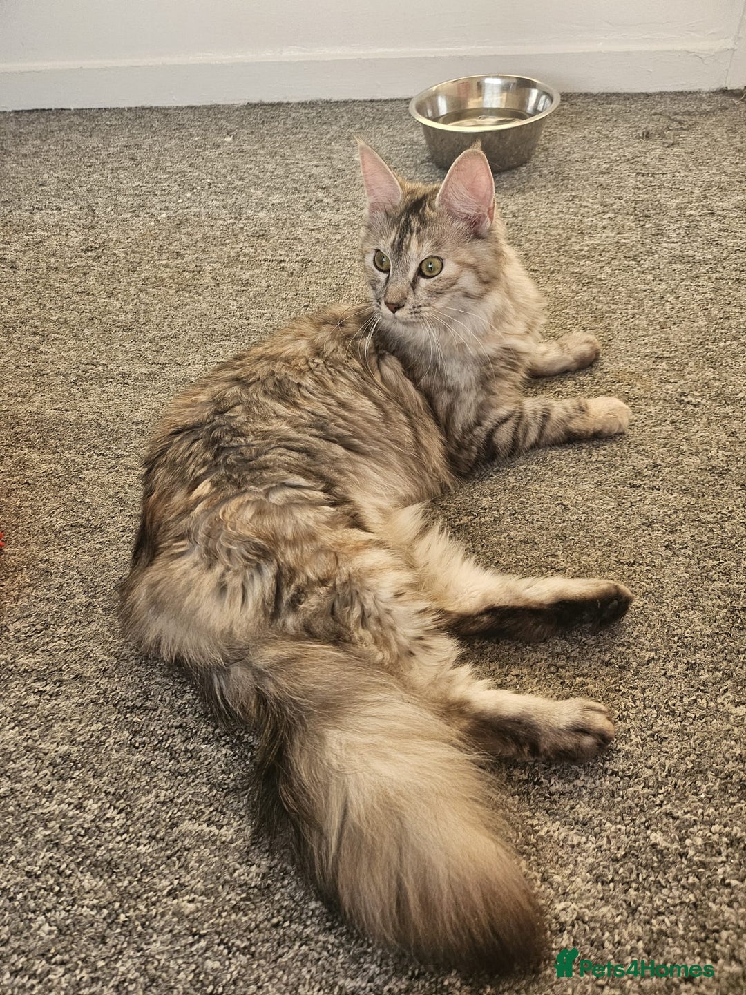 Maine Coon cats for sale: 2 beautiful maine Coon cats  - Image 6