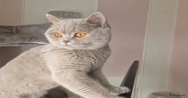 British Shorthair cats - Advert 10