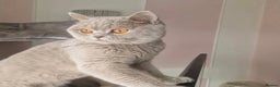British Shorthair cats for sale: Gccf registered British shorthair blues and lilacs - Advert 3