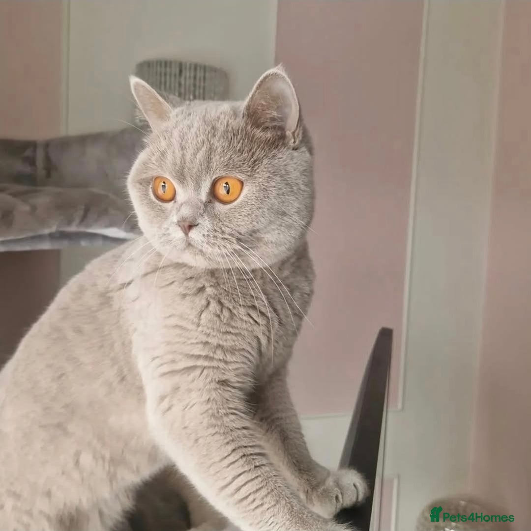 British Shorthair cats for sale: Gccf registered British shorthair kittens Lilac  - Image 2