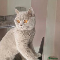 British Shorthair cats - Advert 5