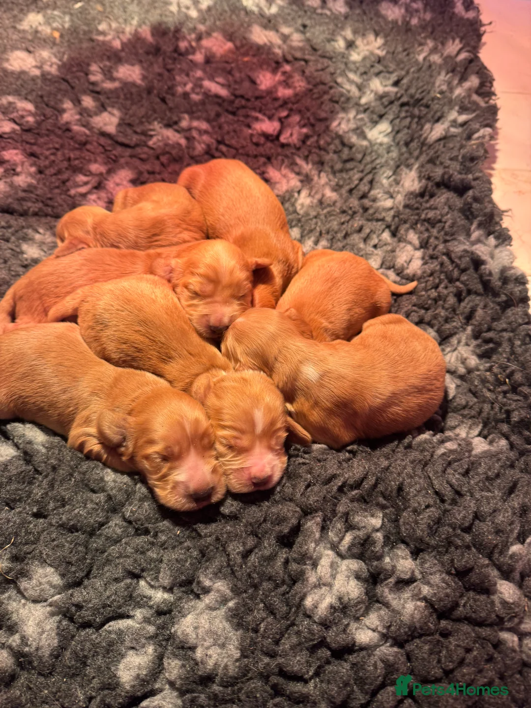 Cocker Spaniel dogs for sale: Gorgeous golden Show Cocker spaniel Litter  - Advert 14