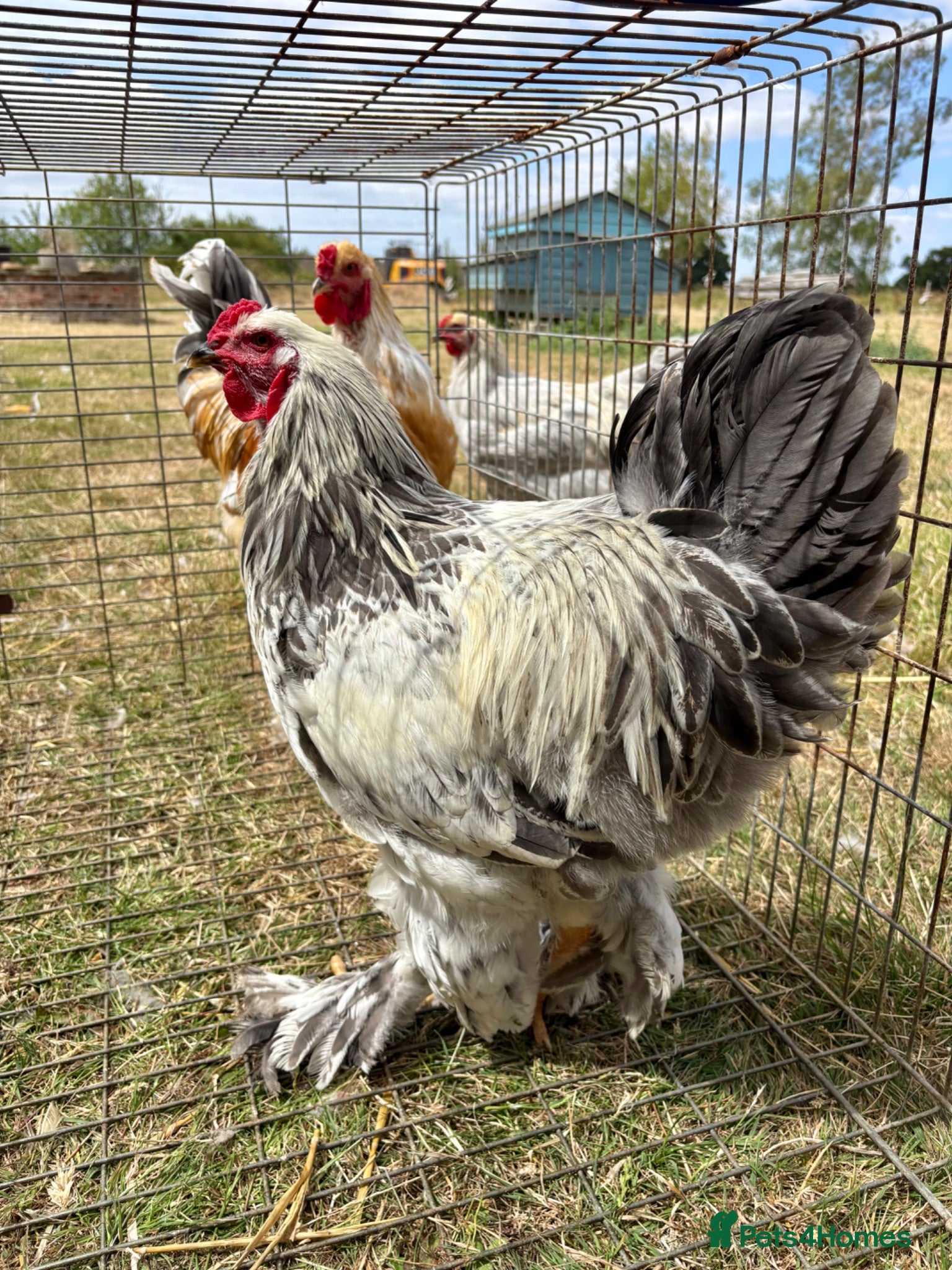 Chickens poultry Large Fowl Brahma Cockerels Mixed Colours - Advert 15