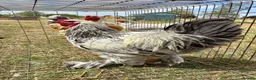 Chickens poultry for sale: Large Fowl Brahma Cockerels Mixed Colours - Advert 1