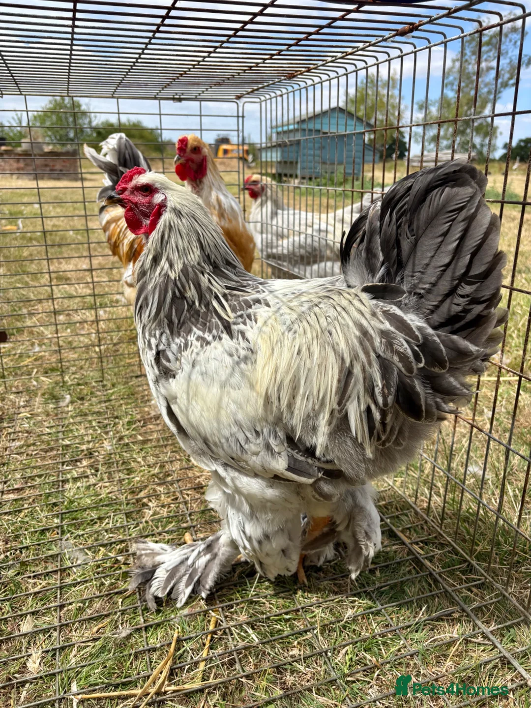 Chickens poultry for sale: Large Fowl Brahma Cockerels Mixed Colours - Advert 1