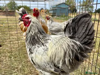 Chickens poultry Large Fowl Brahma Cockerels Mixed Colours - Advert 1