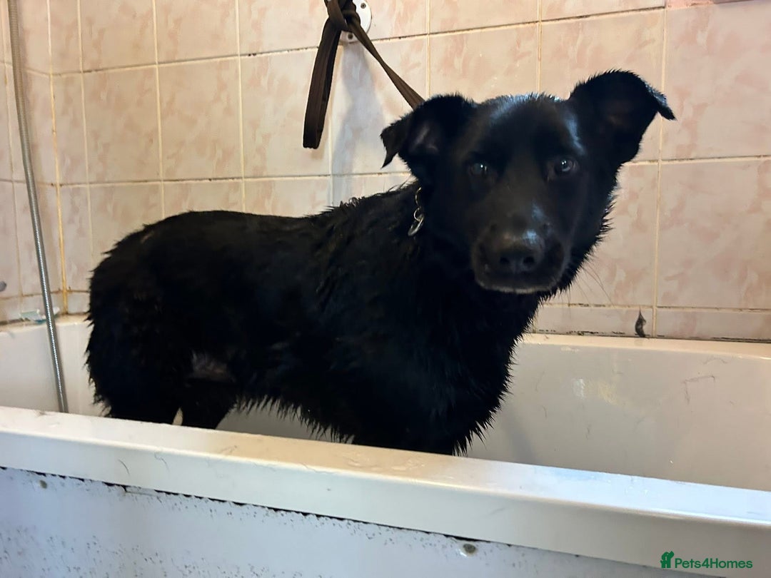 Mixed Breed dogs for adoption: Lady - Norwich Norfolk  - Image 1