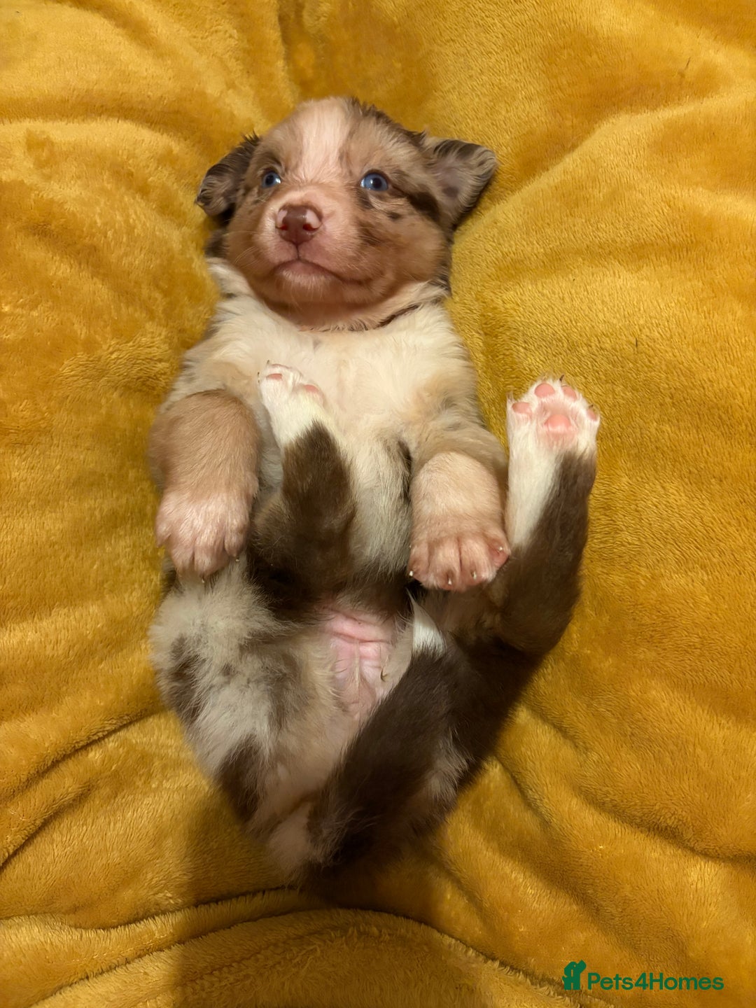 Border Collie dogs for sale: Border collie puppies for active homes  - Advert 29