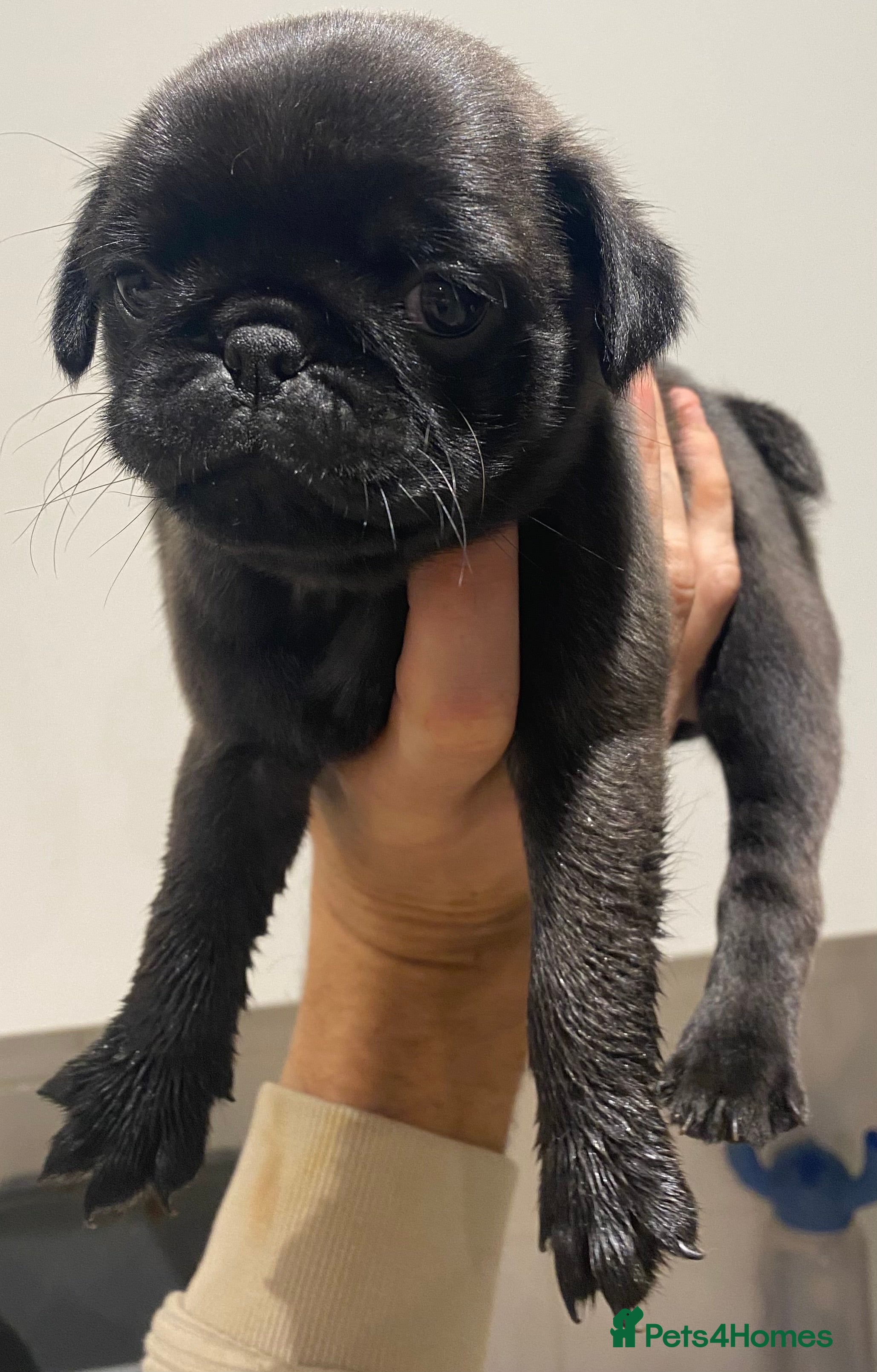 Pug dogs 💓 PUG BABIES 💓 1 REMAINING READY NOW! - Advert 2