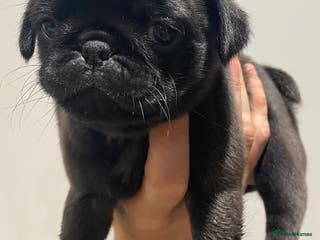 Pug dogs 💓 PUG BABIES 💓 1 REMAINING READY NOW! - Advert 2