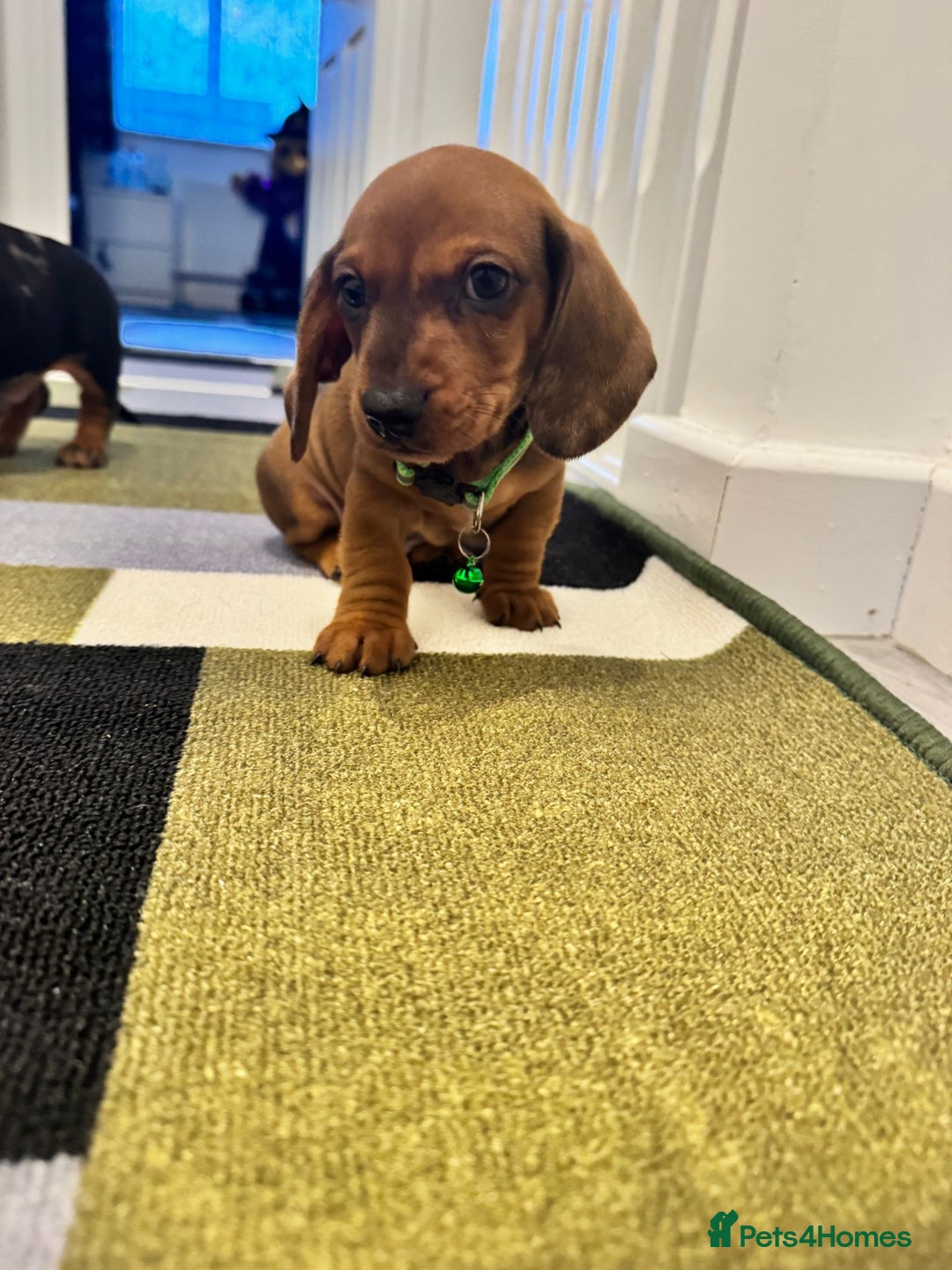 Dachshund dogs for sale: Dachshund female and male puppies  - Image 15