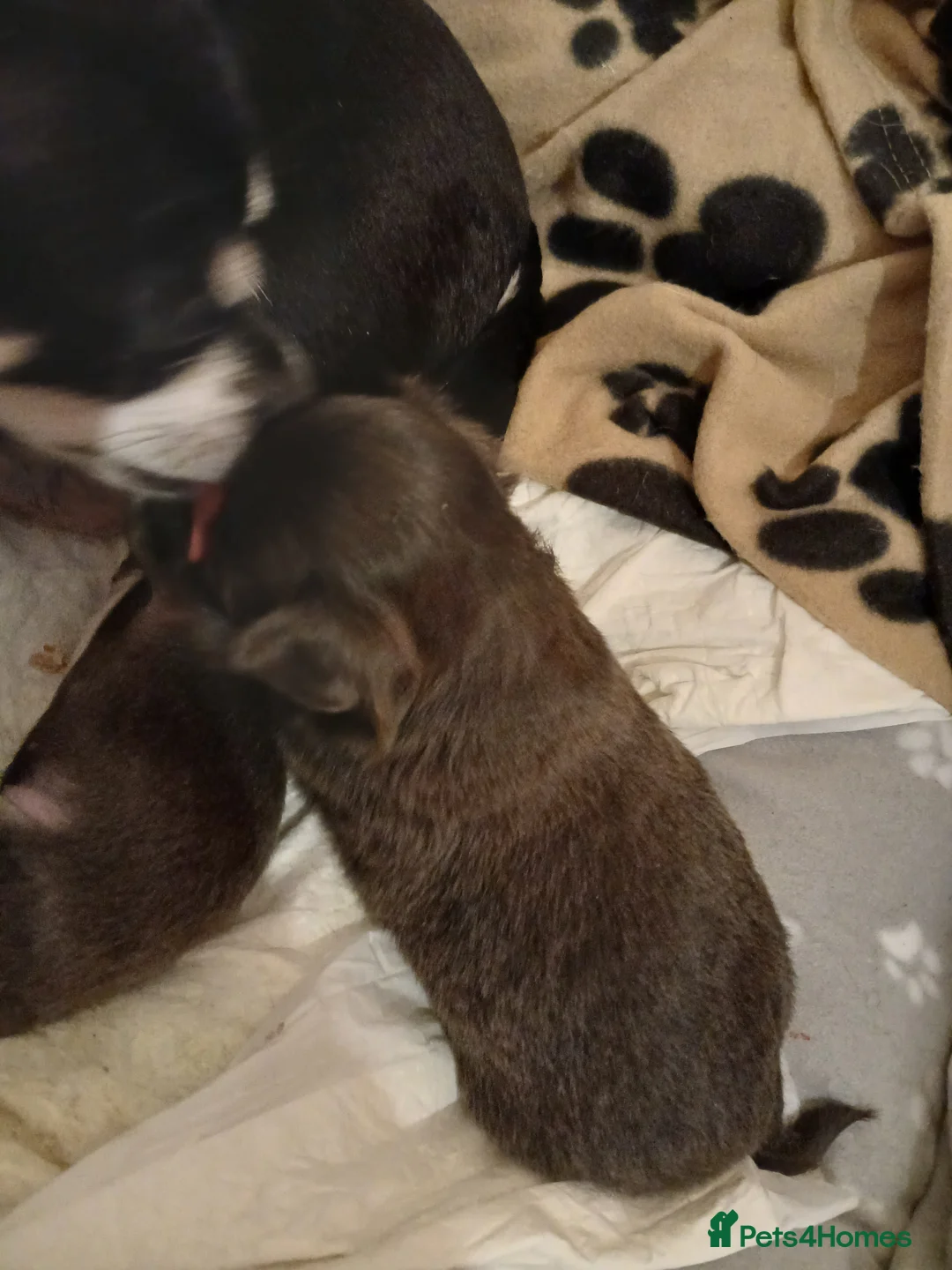 Chihuahua dogs for sale: Last little boy - Advert 7