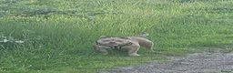 American Bully dogs for sale: Micro bully for rehoming - Advert 6