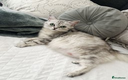 British Shorthair cats for sale: British shorthair  - Image 5