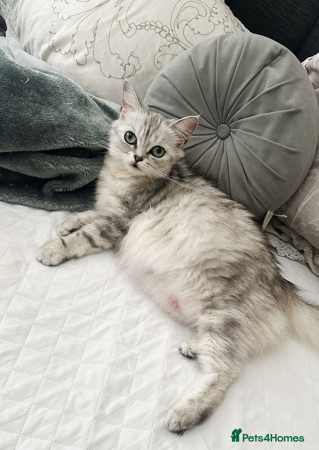 British Shorthair cats for sale: British shorthair  - Image 5