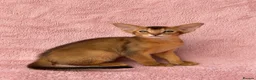 Abyssinian cats for sale: Gorgeous Abyssinian ruddy girls🤎❤️ - Advert 23