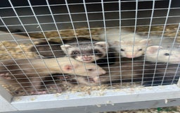 Ferret rodents for sale: Ferrets  - Image 1