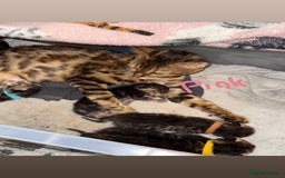 Bengal cats for sale: Half Bengal Kittens - Image 10