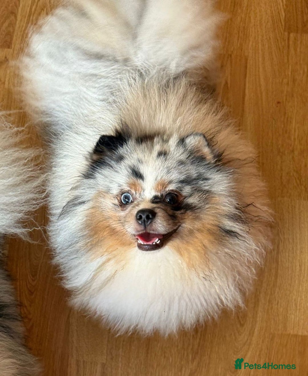 Pomeranian dogs for sale: Adult merle boys  - Advert 2